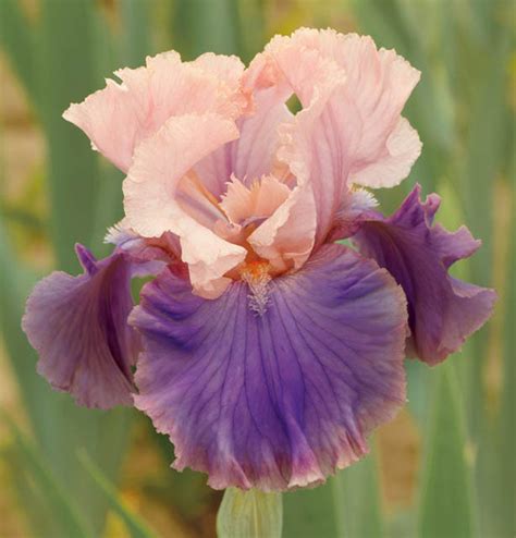 Iris Florentine Silk Bearded Iris