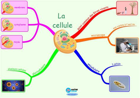 Carte Mentale Les Cellules Pour Cm1 Cm2 Maître Lucas