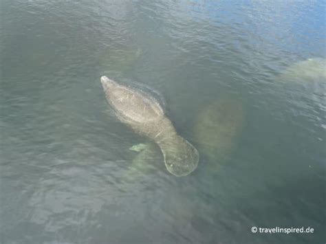 Seekühe in Florida beobachten: Top Manatee Spots | Travelinspired