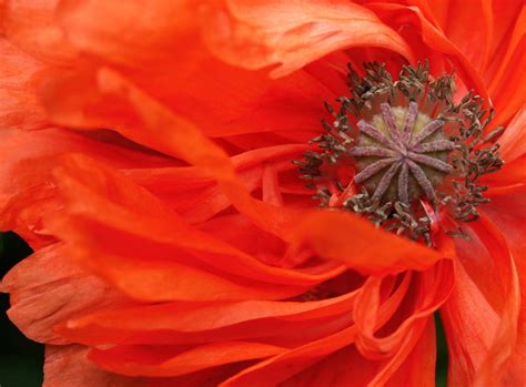 Unikko by pistaasi1 on DeviantArt