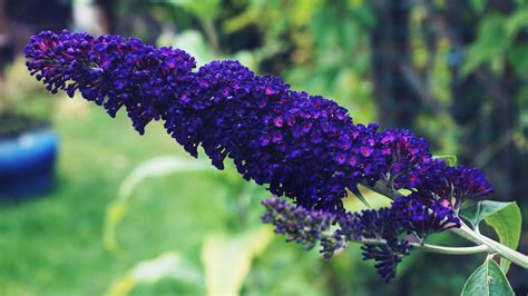 What Are The Plants With Purple Flowers at Noah Hargrave blog
