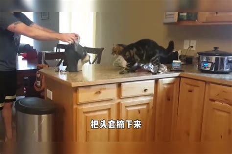 主人扮成大猫吓唬猫咪，猫咪直接被炸毛了，镜头拍下全过程