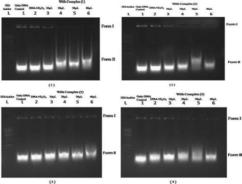 Changes In The Agarose Gel Electrophoresis Pattern By Oxidative