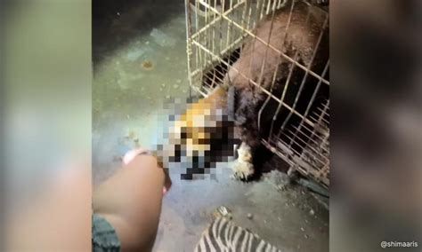 Veterinary Dept probes fatal animal neglect in 'abandoned' clinic
