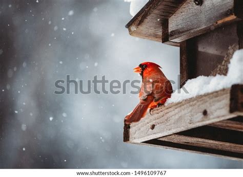 1,049 Bird House Cardinal Images, Stock Photos & Vectors | Shutterstock