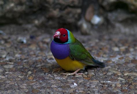 The Gouldian Finch Chloebia Gouldiae Or Lady Gould S Finch Is One Of