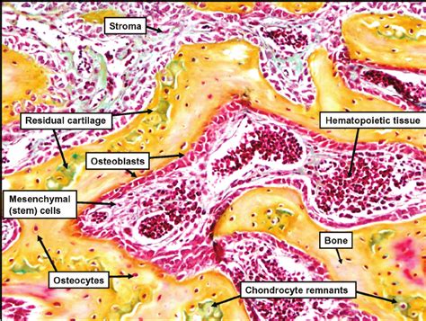 Bone Marrow Histology Labeled