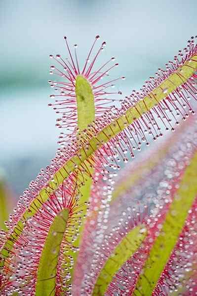 Características da casesis de Drosera habitat cultivo cuidado