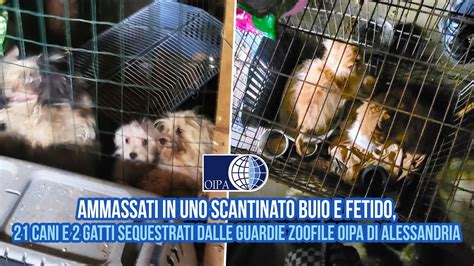 AMMASSATI IN UNO SCANTINATO BUIO E FETIDO 21 CANI E 2 GATTI