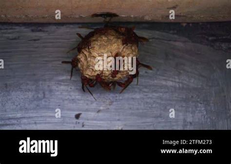 Vespid wasps nest Stock Videos & Footage - HD and 4K Video Clips - Alamy