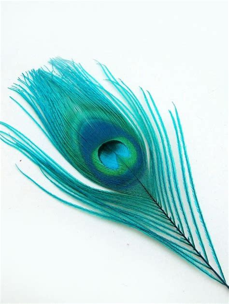 TEAL BLUE Peacock Feather Eyes. Pristine D.I.Y. by pegasus22