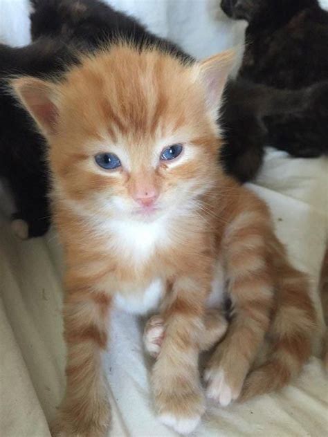 Ginger And Tortoiseshell Kittens For Sale For Sale In Salisbury