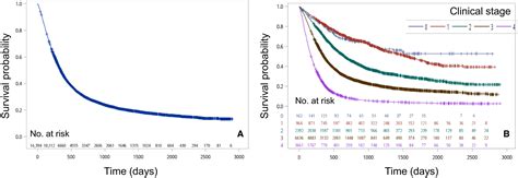 Squamous Cell Carcinoma Esophagus Survival Rate - Infoupdate.org