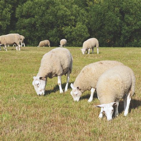 Finalists Of Scottish Sheep Farm Of The Year Announced Agriscot