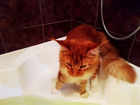 Стоит ли покупать мейн куну дорогой шампунь | Мозаика жизни | Дзен