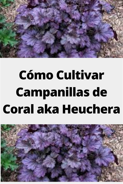 C Mo Cultivar Campanillas De Coral Aka Heuchera Plantas De Follaje