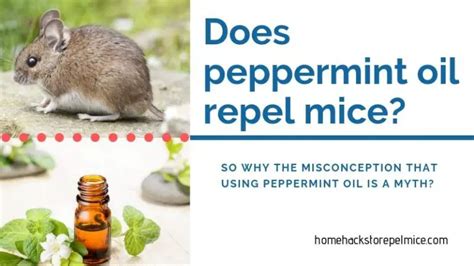 Peppermint Oil and Mice – Myths and Right Uses