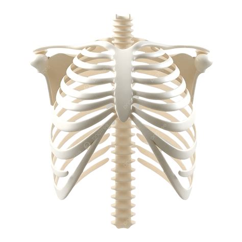 Human Rib Cage Model