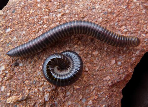 Black Worms