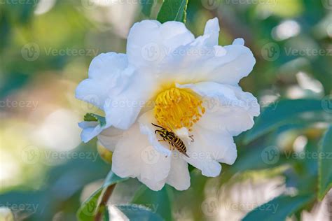 A yellow and black striped wasp finding nectar on a camellia flower in