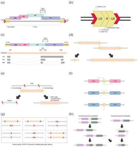 Genes Free Full Text Human Endogenous Retrovirus K Hml 2 Related