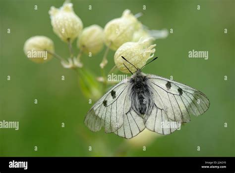 Apollo Hi Res Stock Photography And Images Alamy