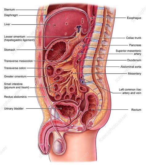 List 104 Pictures Where Is The Abdomen Located On The Body Updated