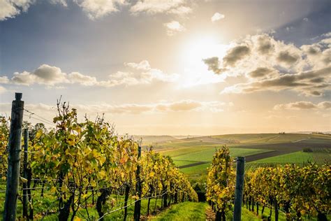 Underrated Vineyards In Europe For Wine Enthusiasts