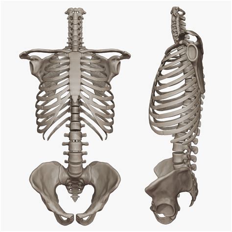 3d Skeletal Torso Model Turbosquid 1452319