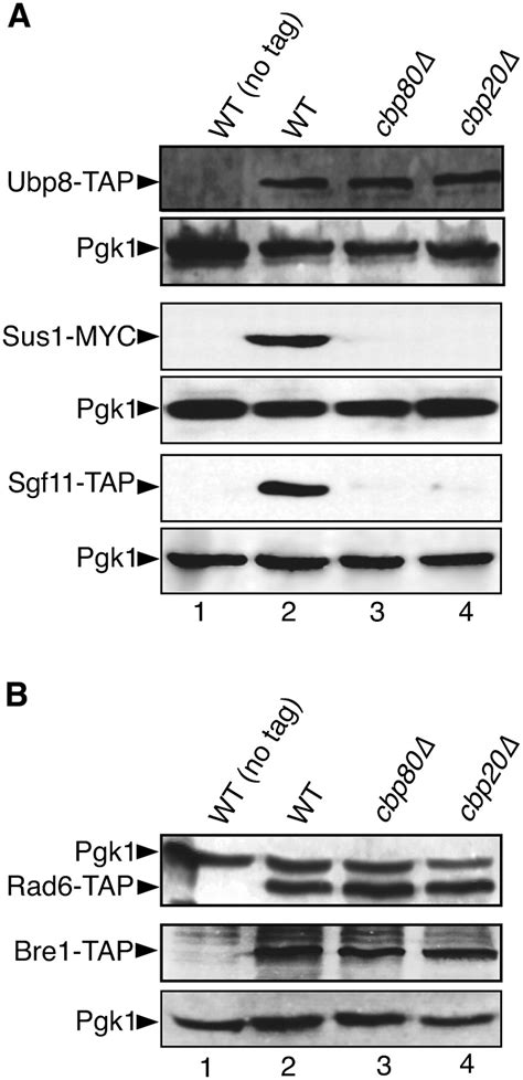 The cap binding complex influences H2B ubiquitination by facilitating ...