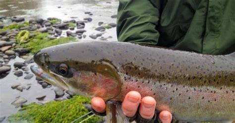 Steelhead Trout Are The Way To Go When Winter Closes In