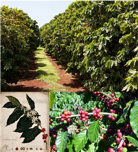 Coffee Bean Growing Climate at Pearl Peterson blog