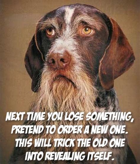 Wisdom Dog Wisdoms I Has A Hotdog Dog Pictures Funny Pictures Of