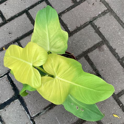 Philodendron Golden Violin – Joe Cappel’s Garden Center