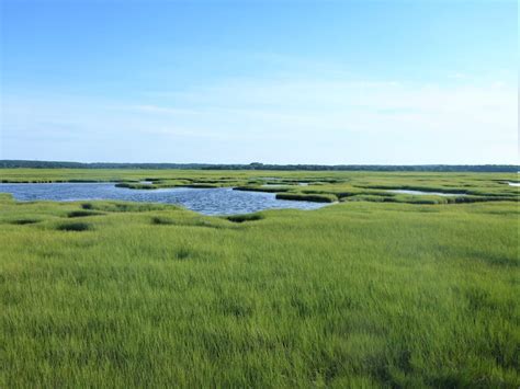 Rising Seas And Agriculture Created Wetlands Along The Us East Coast