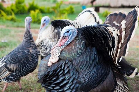 Premium Photo Close Up Of Turkeys At Farm