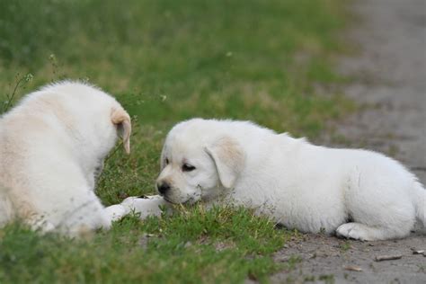 Biszkoptowe Szczeniaki Labrador Retriever Hodowla Labrador W