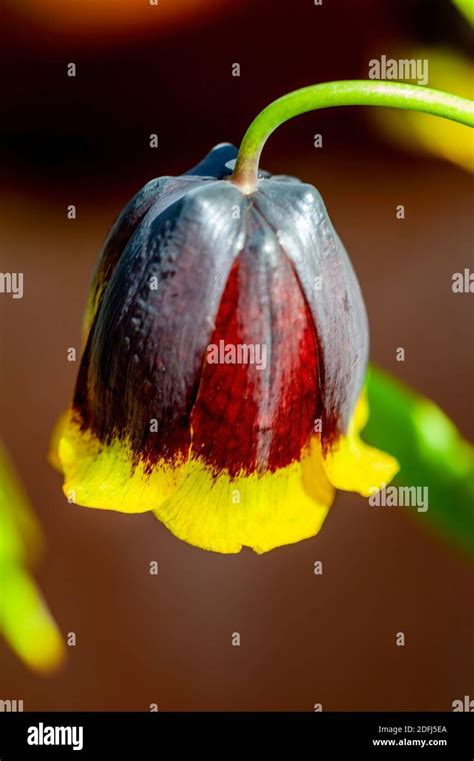 Fritillaria Michailovskyi commonly known as Fritillaria Michailovski a ...