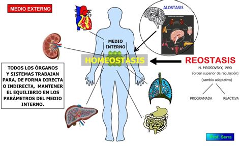 Homeostasis La Clave Para El Equilibrio Perfecto ★ Teoría Online