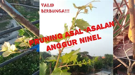 Valid Berbunga Perkembangan Anggur Ninel Dan Minggu Setelah