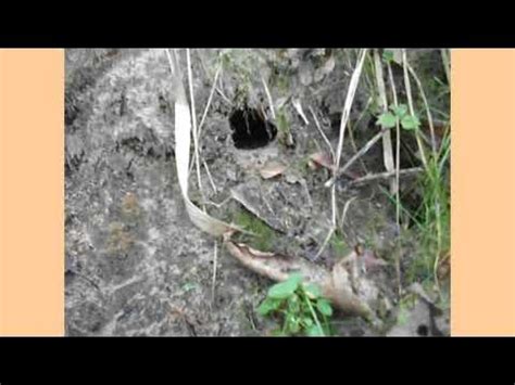 Живность - YouTube