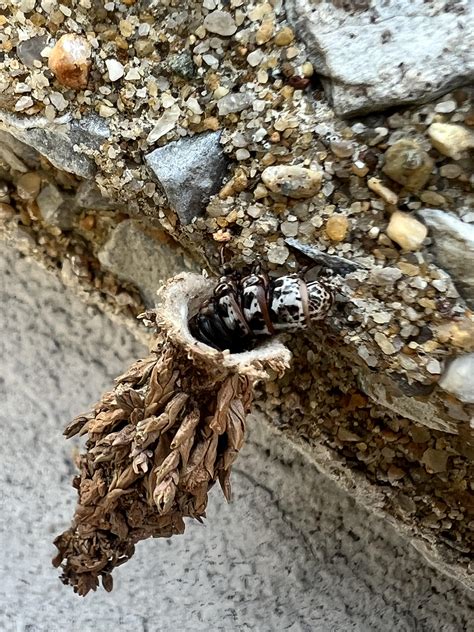 What is this? Location NY : r/insects