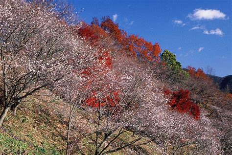 冬桜が見頃の桜山公園で『桜山公園ライトアップ』｜藤岡市｜2019