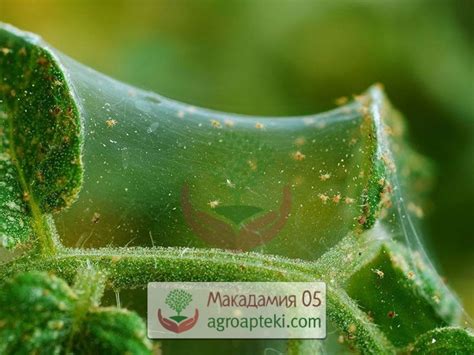 Препарати против Акари по растенията | Макадамия 05