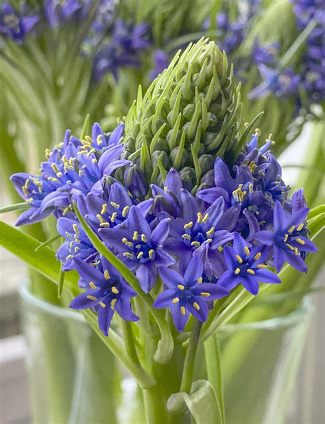 Scilla Peruviana Monarch Flowers