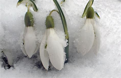 Wallpaper Snowdrops Gardenflowers Plants White Snow Spring Sn