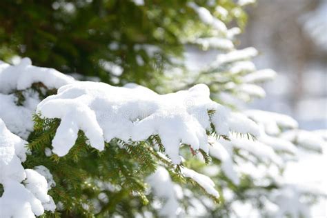 Winter Fir Tree Branches Covered With Snow Frozen Spruce Tree Branch