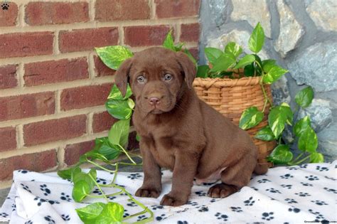 Camp - Chocolate Labrador Retriever Puppy For Sale in Pennsylvania