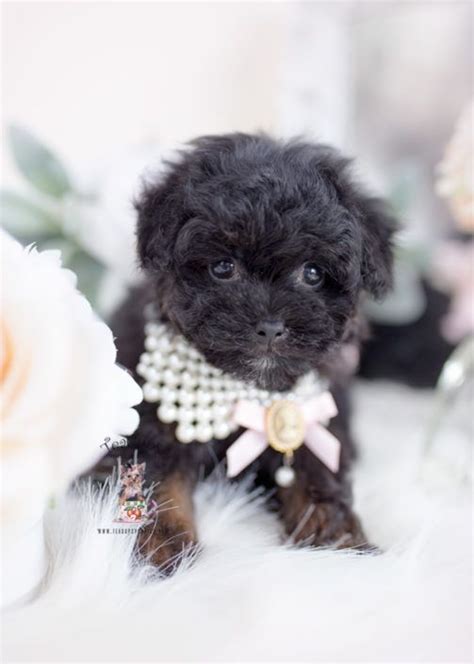 Black Toy Poodle Puppy For Sale Teacup Puppies Female Teacup Puppies