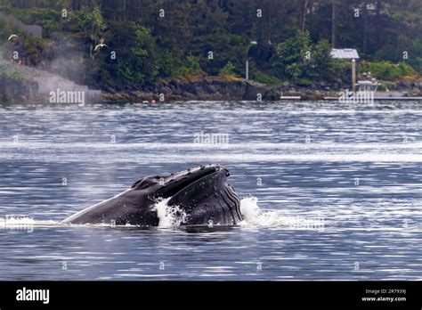 Humpback Whale Feeding Hi Res Stock Photography And Images Alamy